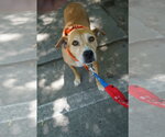 Small Mountain Cur-Rhodesian Ridgeback Mix