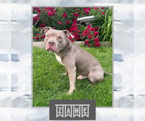 American Pit Bull Terrier Dogs for adoption in Williamsburg, IA, USA