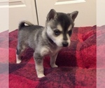 Small Photo #10 Alaskan Klee Kai Puppy For Sale in WINCHESTER, OH, USA