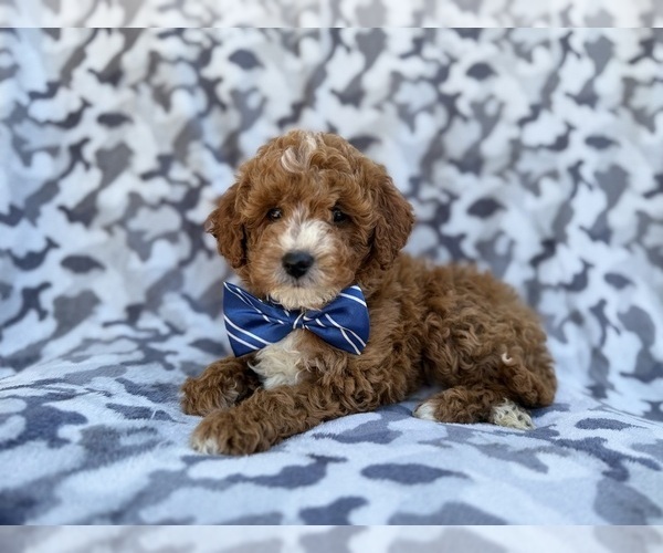 Medium Photo #3 Cavapoo (Miniature) Puppy For Sale in LAKELAND, FL, USA