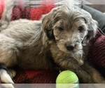 Small #12 Aussiedoodle-Poodle (Standard) Mix