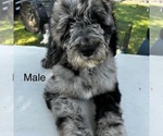 Puppy Male Merle Sheepadoodle