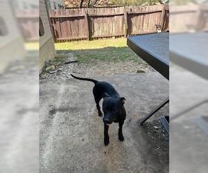 Chihuahua Dogs for adoption in San Antonio, TX, USA