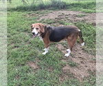 Small #3 Beagle
