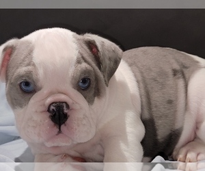 Bulldog Puppy for sale in BRANDON, FL, USA