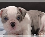 Image preview for Ad Listing. Nickname: Blue