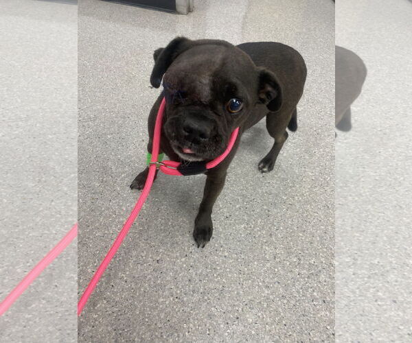 Medium Photo #5 Pug-Unknown Mix Puppy For Sale in Newport Beach, CA, USA