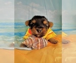 Small #14 Morkie