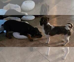 Meadow - Female Rottweiler Dog for Adoption - Photo #3