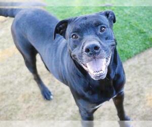 American Staffordshire Terrier-Unknown Mix Dogs for adoption in Tallahassee, FL, USA