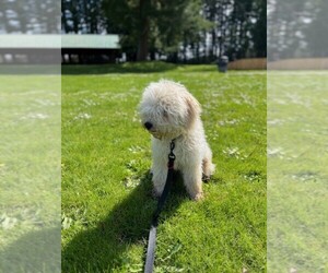 Father of the Puli puppies born on 02/06/2026