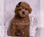 Small Photo #26 Maltipoo (Miniature) Puppy For Sale in WARSAW, IN, USA