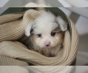 Miniature Australian Shepherd Puppy for Sale in HEGINS, Pennsylvania USA