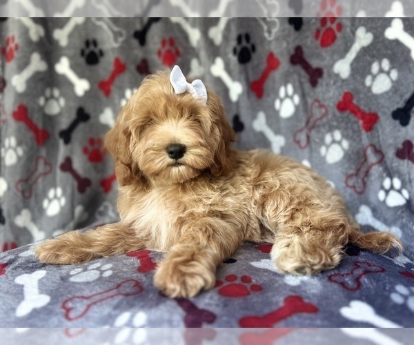 Medium Photo #1 Cock-A-Poo Puppy For Sale in LAKELAND, FL, USA