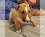 Small Photo #2 Bull Terrier Puppy For Sale in BUCKLIN, KS, USA