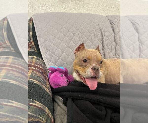 Medium Photo #4 Bulldog Puppy For Sale in Muskegon, MI, USA