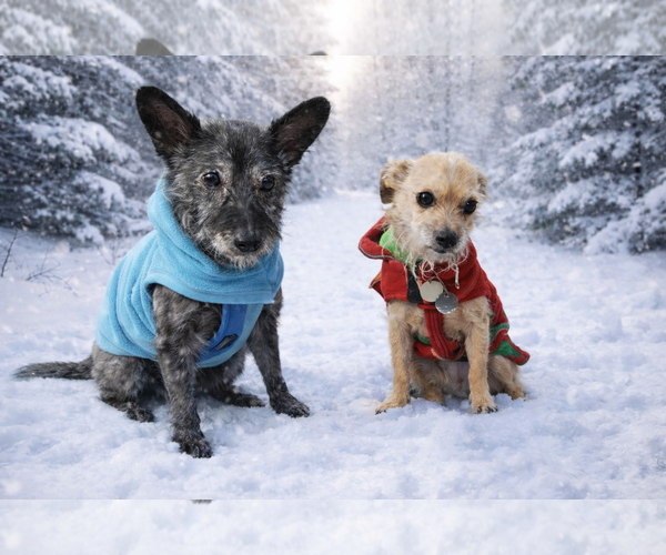 Medium Photo #2 Cairn Terrier-Unknown Mix Puppy For Sale in Princeton, MN, USA