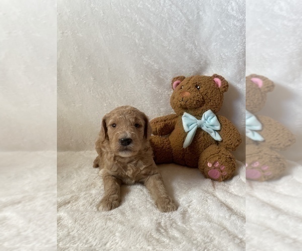 Full screen Photo #5 Goldendoodle Puppy For Sale in CHESNEE, SC, USA