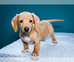 Puppy Kyle Dachshund