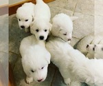 Small Photo #21 Great Pyrenees Puppy For Sale in MYAKKA CITY, FL, USA