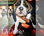 Small Photo #1 English Bulldog Puppy For Sale in OKLAHOMA CITY, OK, USA