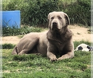 Father of the Labrador Retriever puppies born on 02/05/2025