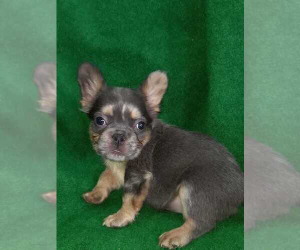 Full screen Photo #3 French Bulldog Puppy For Sale in ATLANTA, GA, USA