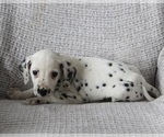 Small Photo #2 Dalmatian Puppy For Sale in FREDERICKSBURG, OH, USA