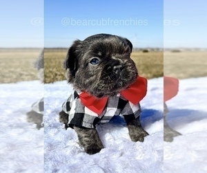 French Bulldog Puppy for sale in FRANKLIN, IN, USA
