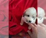 Small Photo #16 Great Pyrenees Puppy For Sale in BANCROFT, WI, USA