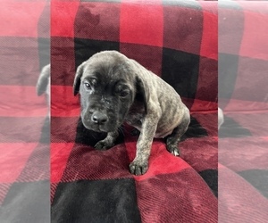 Mastiff Puppy for sale in OMAK, WA, USA