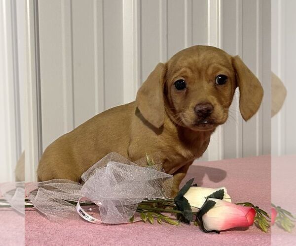 Medium Photo #2 Dachshund Puppy For Sale in FREDONIA, PA, USA