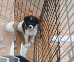 Small Border Collie Mix
