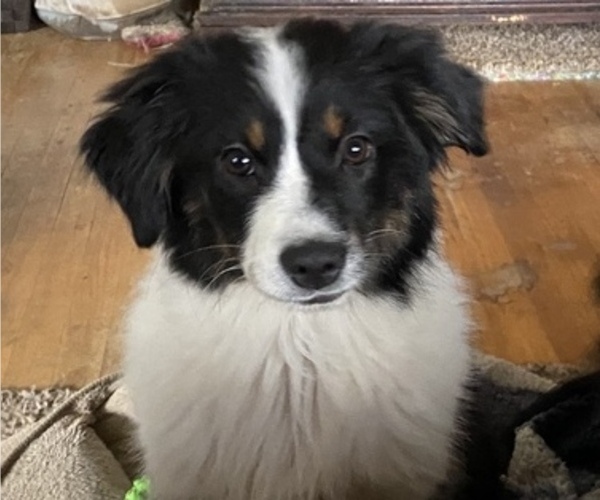 Medium Photo #2 Miniature American Shepherd Puppy For Sale in PLACERVILLE, CA, USA