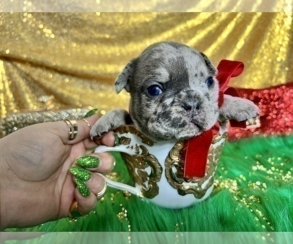 Medium Photo #19 French Bulldog Puppy For Sale in HAYWARD, CA, USA