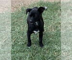 Small #2 Chihuahua