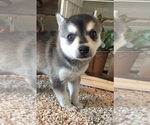 Small Photo #2 Alaskan Klee Kai Puppy For Sale in WINCHESTER, OH, USA