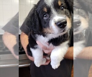 Medium Australian Shepherd