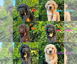 Medium Poodle (Standard)