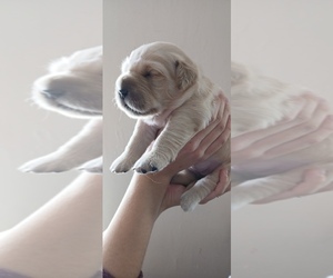 Medium Golden Retriever