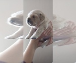 Puppy 3 Golden Retriever