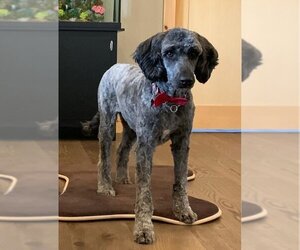 Valen - Male Sheepadoodle Dog for Adoption - Photo #3