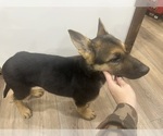 Small #4 German Shepherd Dog