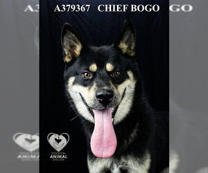Siberian Husky-Unknown Mix Dogs for adoption in Stockton, CA, USA