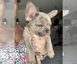 Small Photo #4 French Bulldog Puppy For Sale in SARASOTA, FL, USA