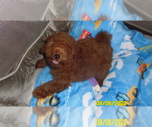 Poodle (Toy) Puppy for sale in DULUTH, GA, USA