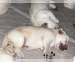 Small Photo #12 Labrador Retriever Puppy For Sale in CARMICHAEL, CA, USA