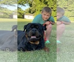 Small Photo #3 Rottweiler Puppy For Sale in LOUISVILLE, KY, USA