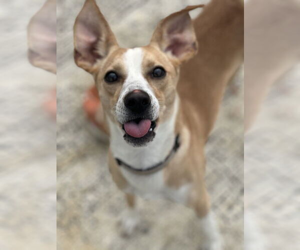 Medium Photo #13 Mutt Puppy For Sale in Evansville, IN, USA