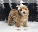 Small #4 Maltipoo